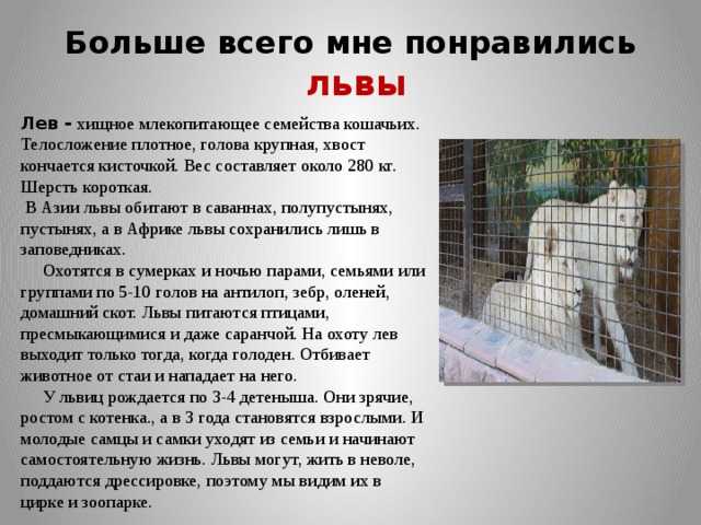Авторское сочинение на тему поход в зоопарк
