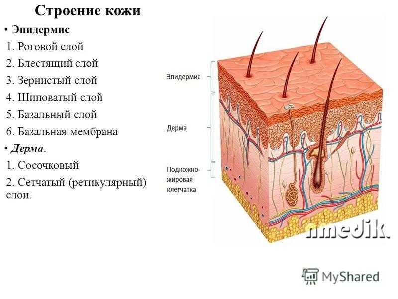 Строение и функции кожи человека в таблице