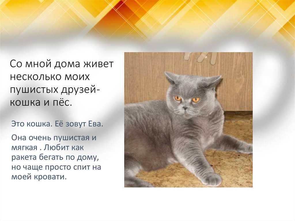 Сочинение мой четвероногий друг 5 класс
