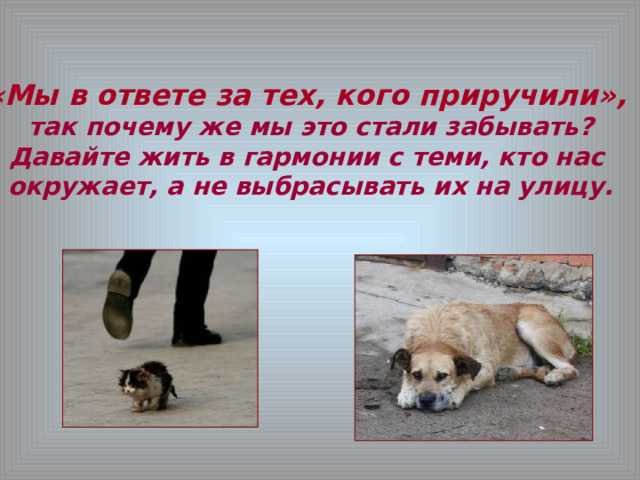 Сочинения «мы в ответе за тех, кого приручили»