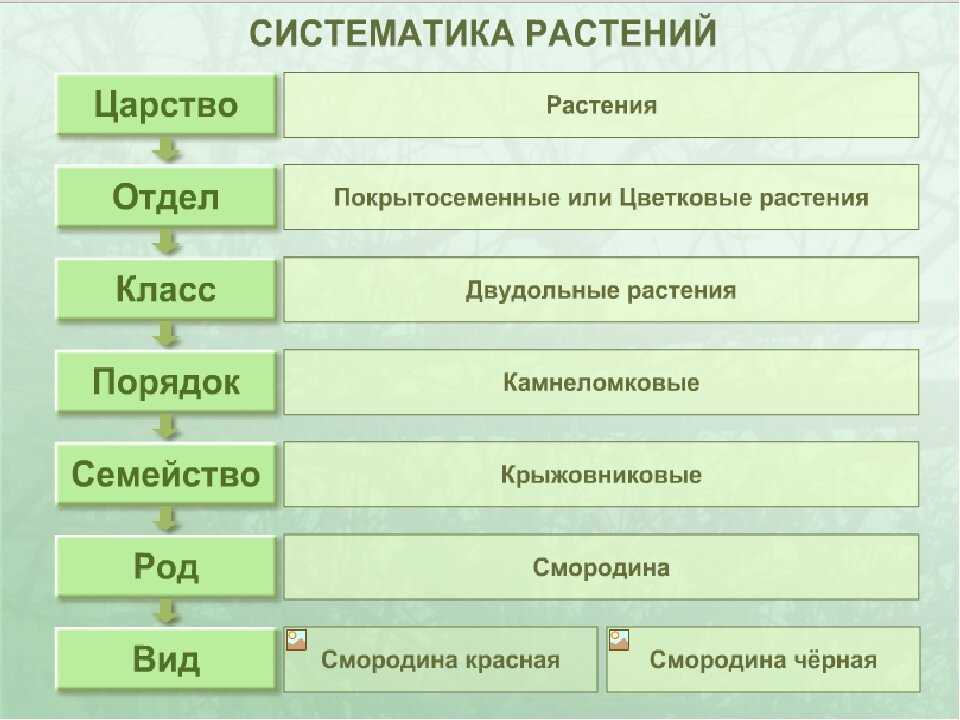 Как название растения отражает его место обитания