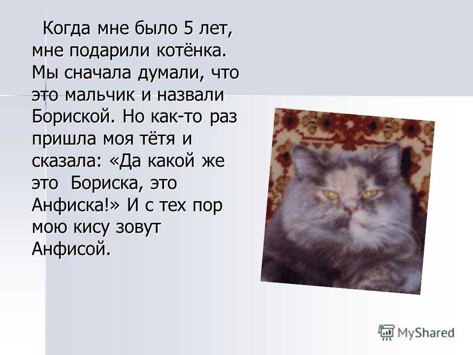 Сочинения на тему «моя любимая кошка», 1-7 класс