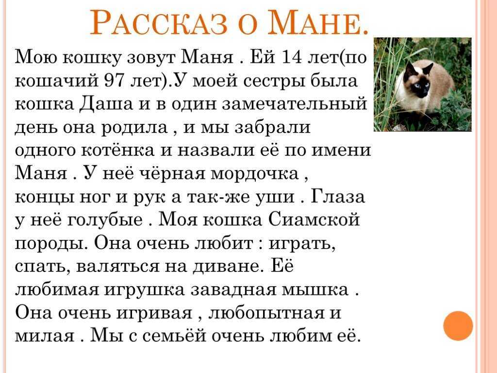 Сочинение на тему: моя кошка (2 варианта и 5 похожих топиков)