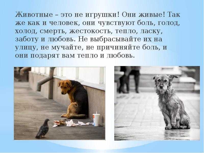 7 лучших сочинений на тему: «мы в ответе за тех кого приручили»