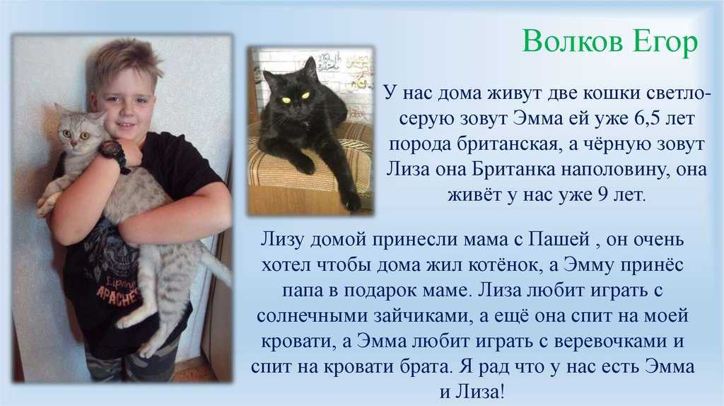 Сочинение на тему: моя кошка (2 варианта и 5 похожих топиков)
