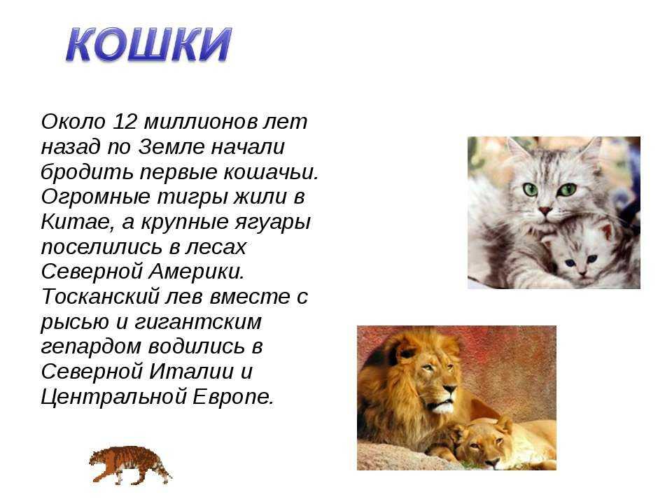 Сочинение от лица животного (3, 4, 5, 6, 7, 8 класс)