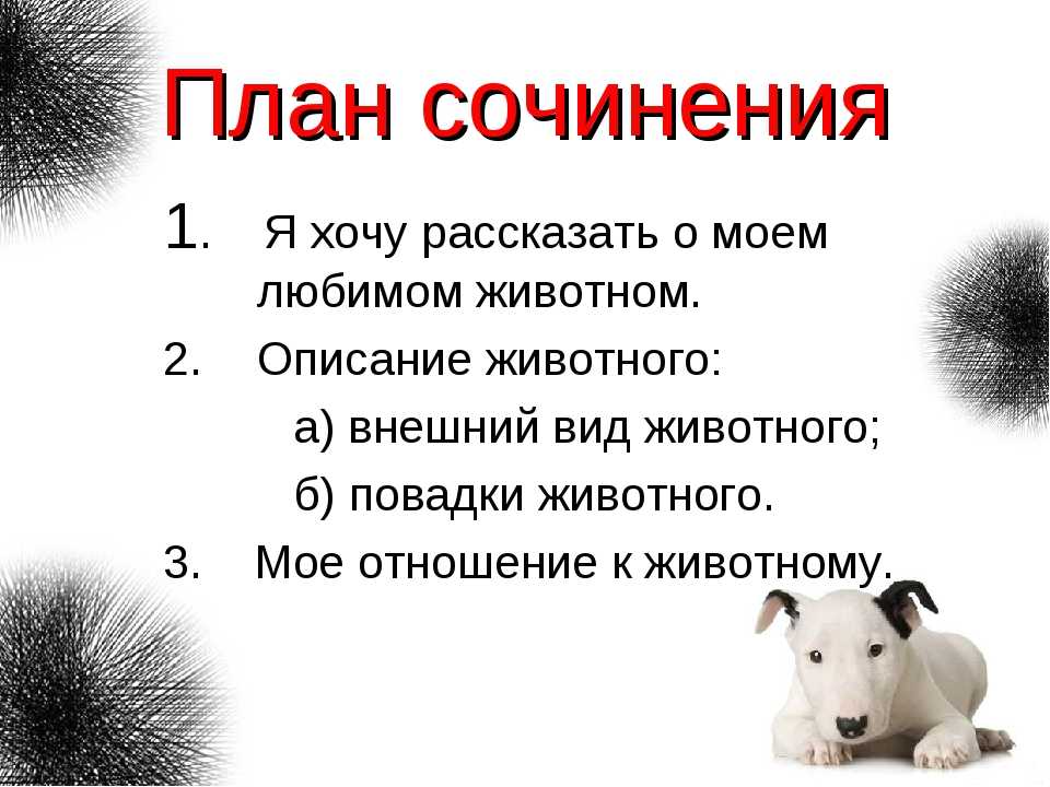 Сочинение моё любимое домашнее животное (6 вариантов)