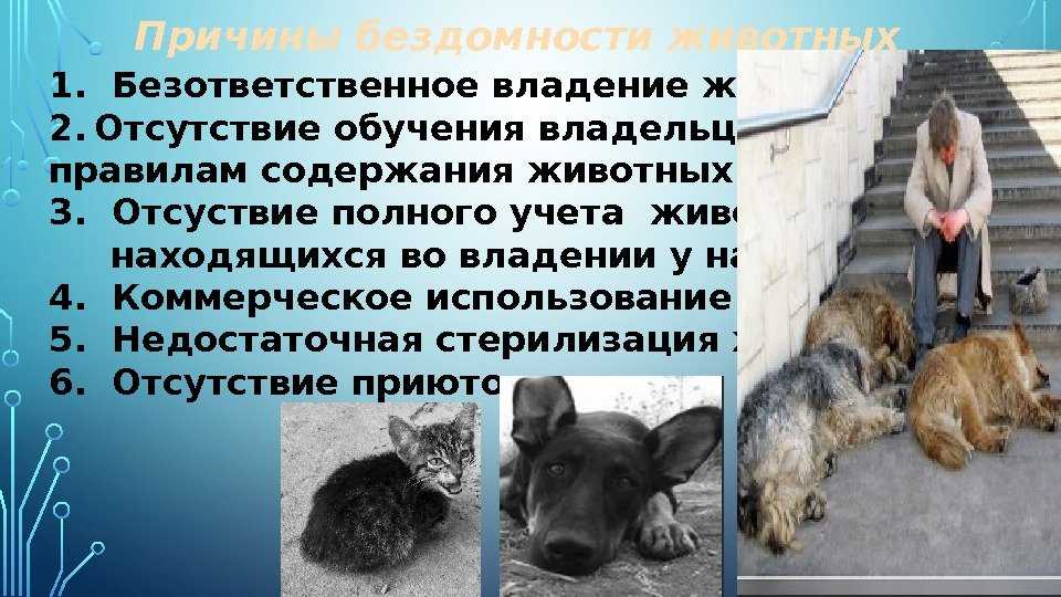 Как человек должен относиться к животным сочинение рассуждение - рефераты и сочинения для учащихся