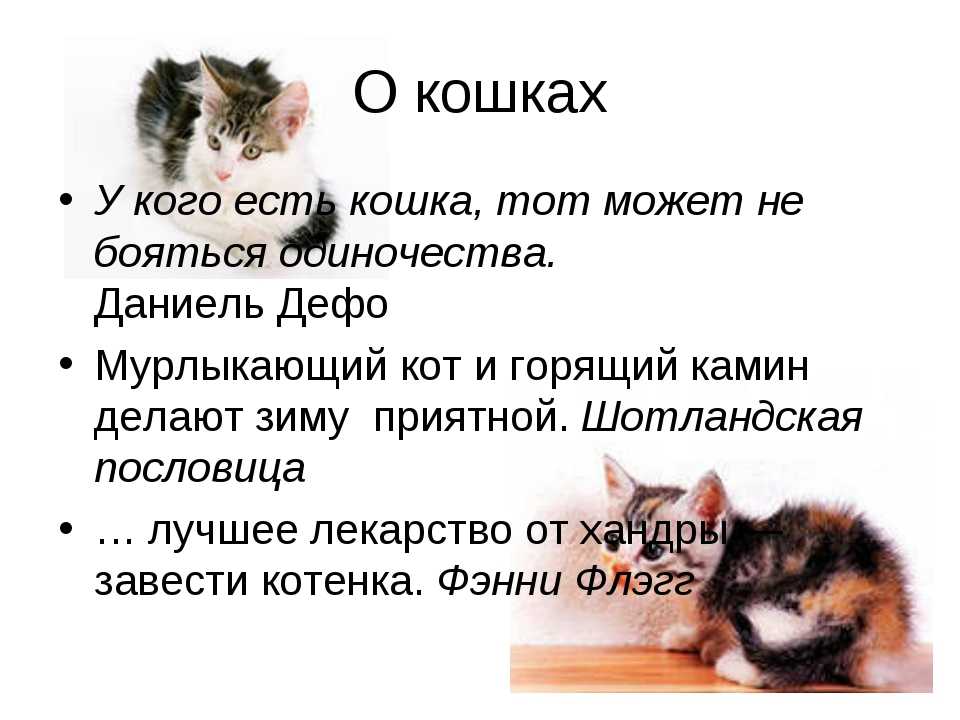 "мое любимое животное - кошка": топ-7 сочинений 2023 года!