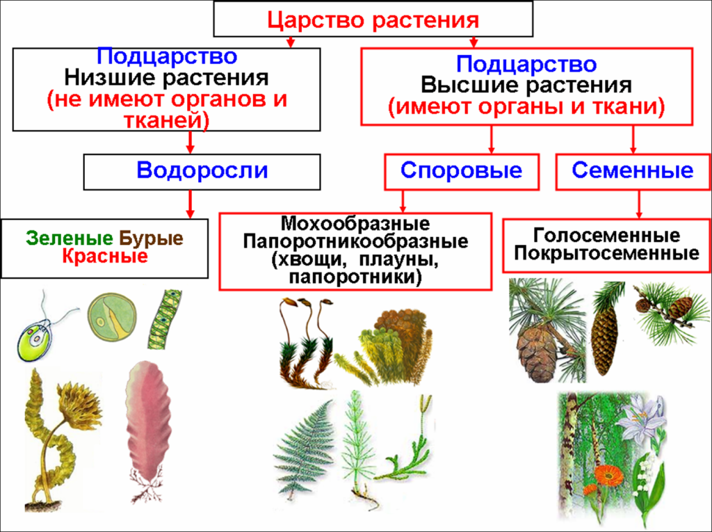 Биология пасечник учебник §16 | 7 класс онлайн