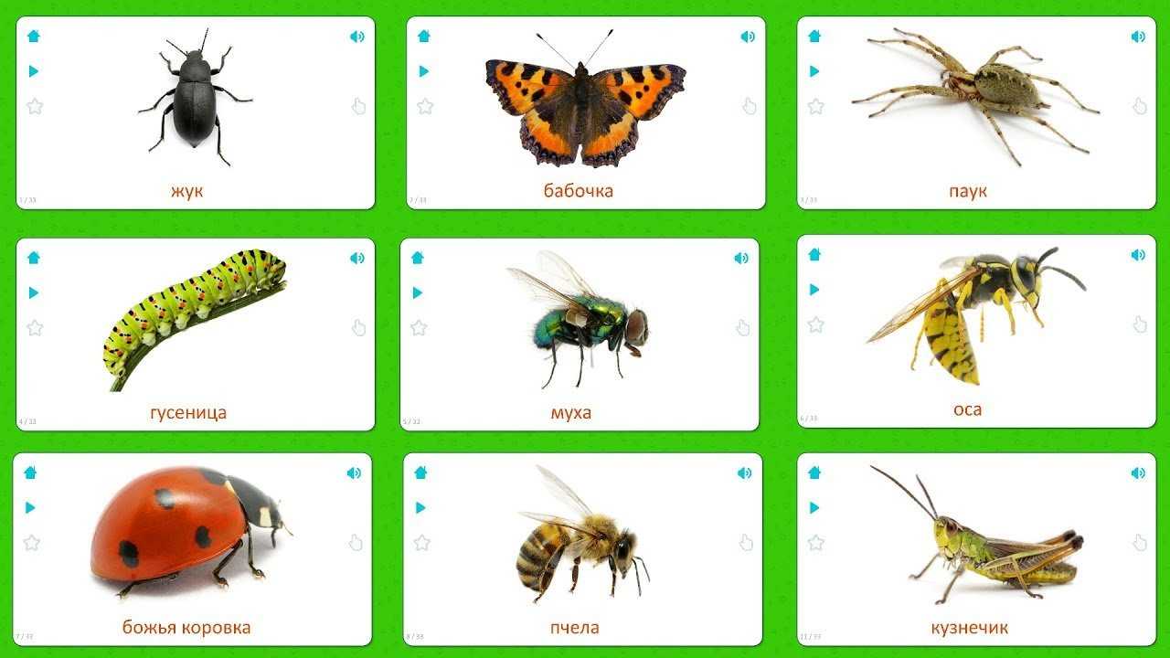 Насекомые картинки для детей детского сада: карточки с названиями, раскраски
