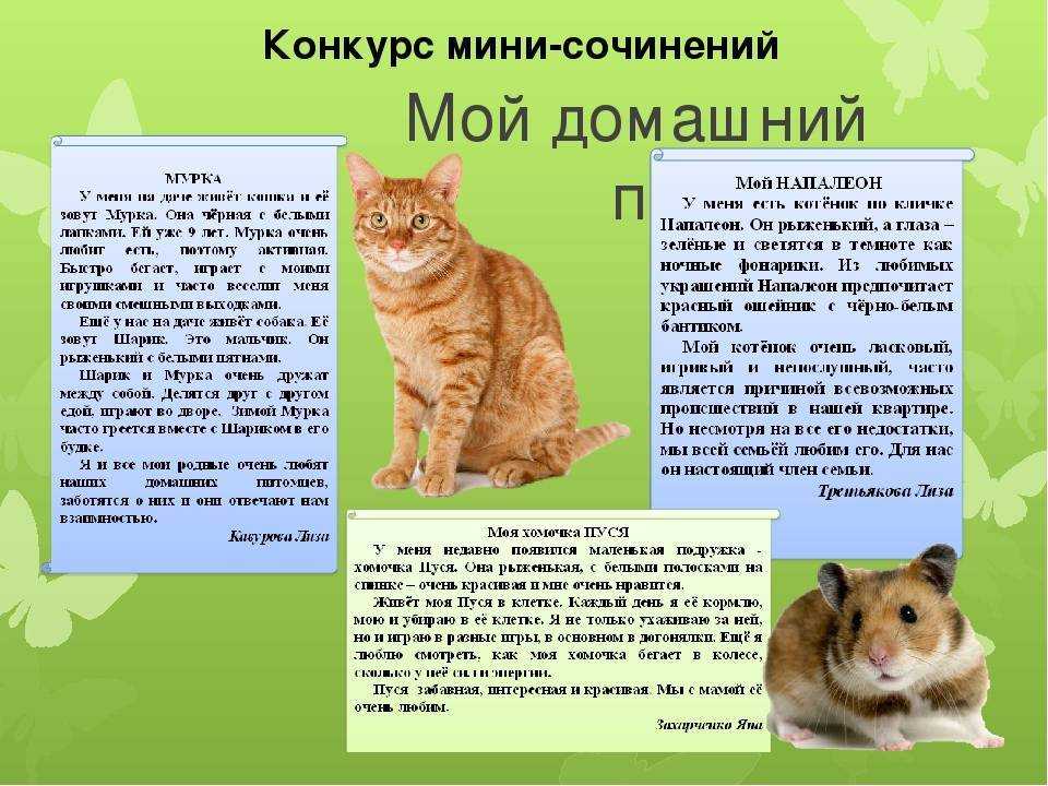 Знакома фраза "чем больше узнаю людей, тем больше нравятся собаки"? в поисках автора