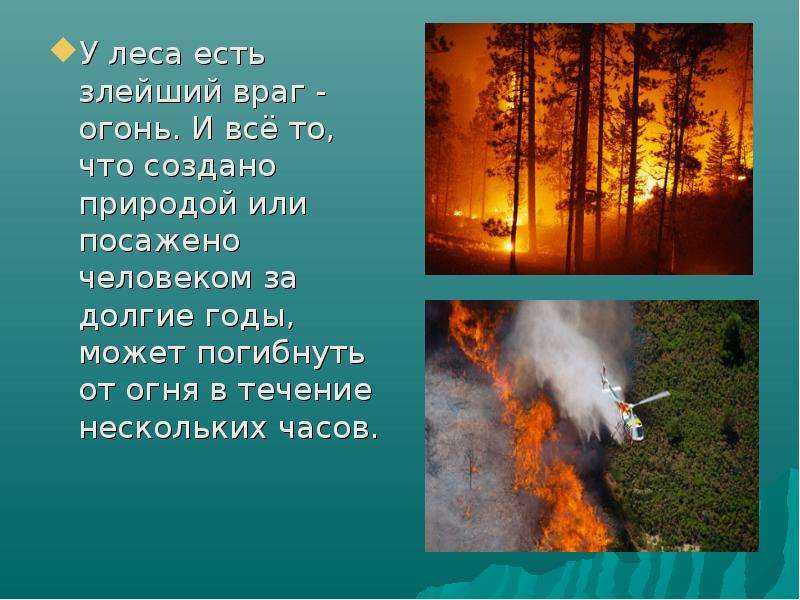 Жизнь леса / окружающий мир 4 класс