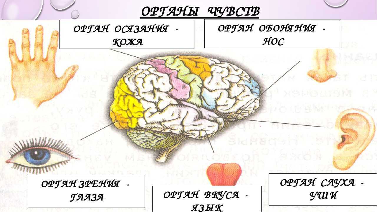 Плешаков. 3 класс. рт №1, с. 73 – 74 |  развивайка