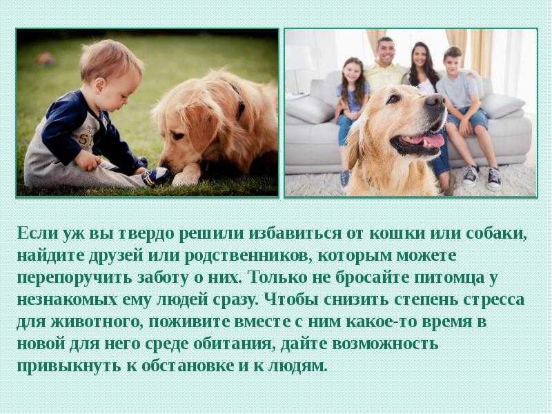 Сочинение про любовь к животным