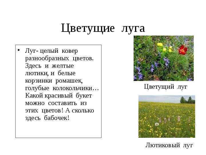 20 редких растений, занесенных в красную книгу россии