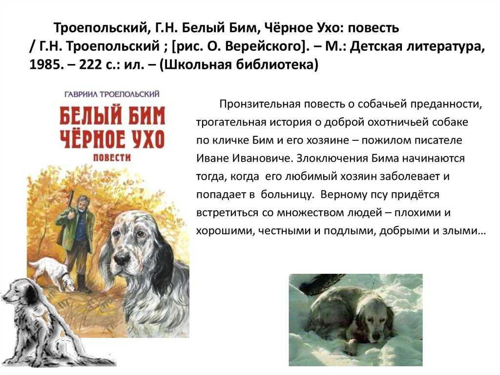 Шотландский сеттер🐶 — описание, фото, характер и все о породе чёрно-подпалый сеттер, гордон на pet guide🐾