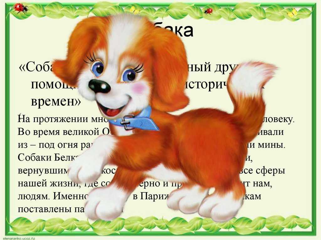 Сочинение на тему описание собаки 5 класс
