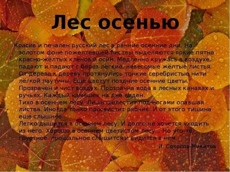 Сочинение "прогулка в лесу" (3, 4, 5, 6, 7 класс) - rumozg