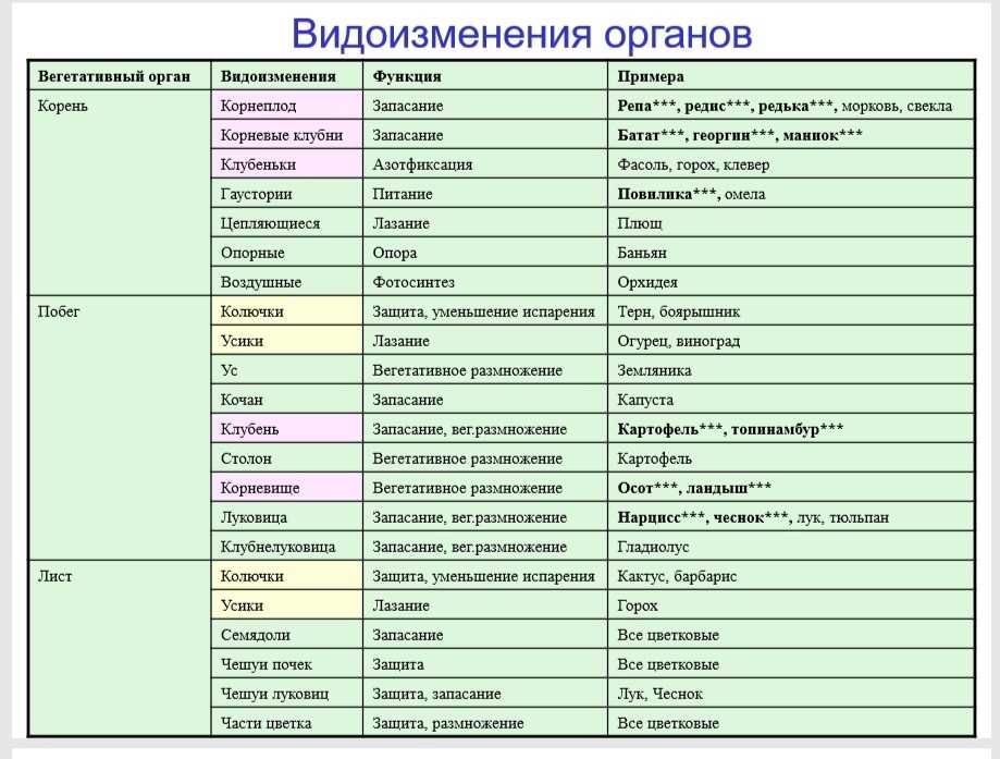 Конспект по биологии 6 класса "корень" - учительpro