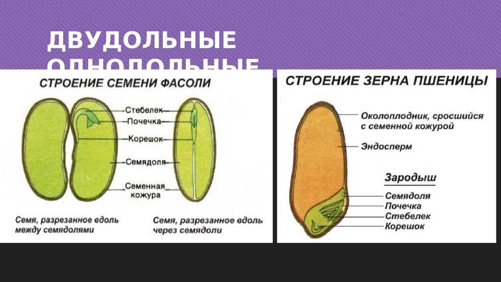 Строение семян. биология 7 класс. пасечник