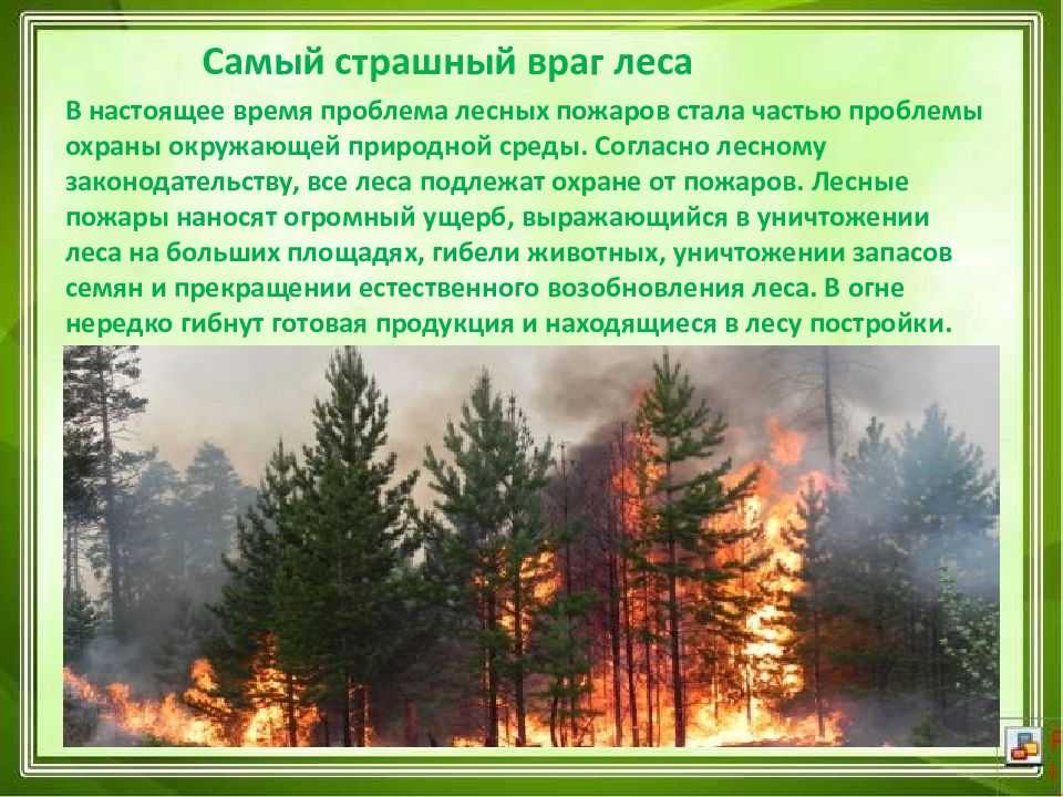Обитатели леса, как связаны между собой (3 класс)