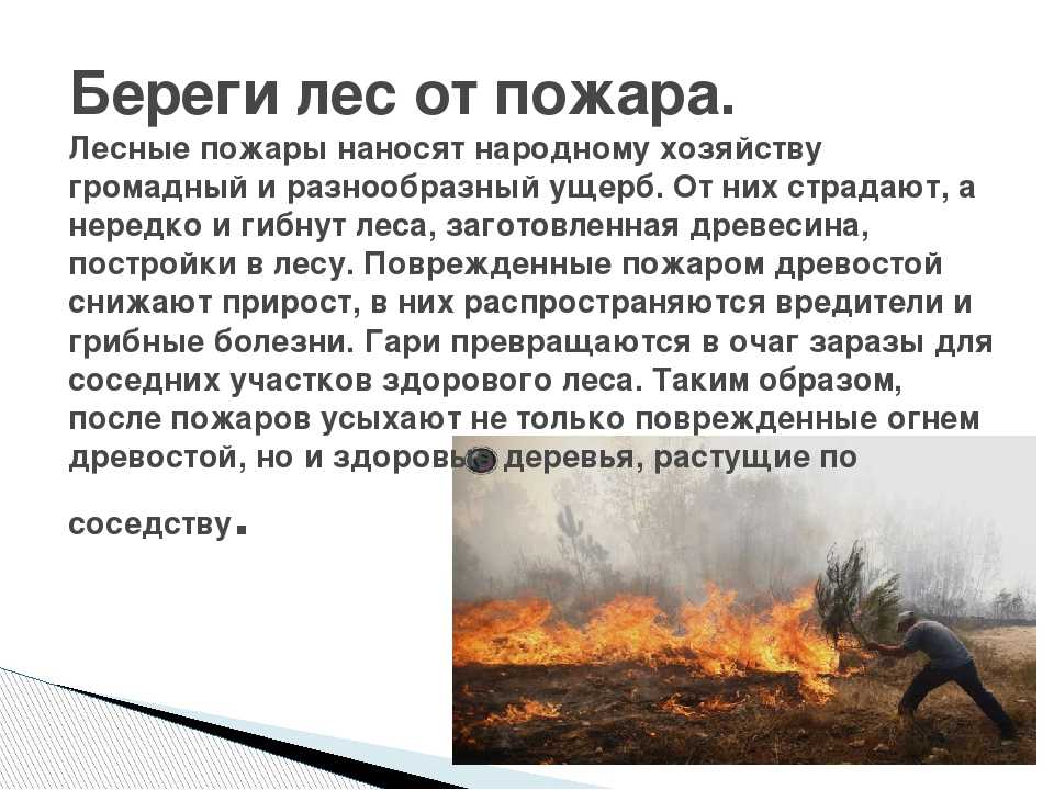 Байдек елена, галактионова елена, хозова ольга, чиндяева галина 	 |
		лес – это целый мир | журнал «начальная школа» № 12/2005